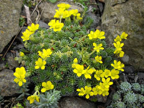 Saxifraga ferdinandi-coburgi
